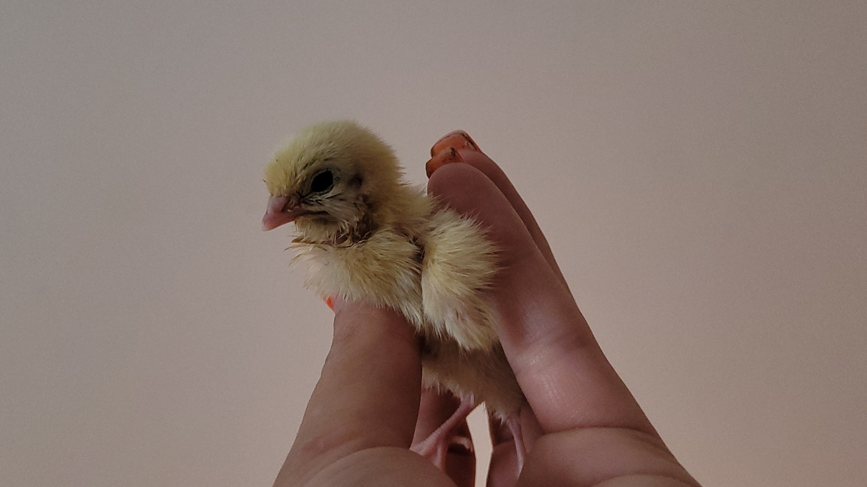 Жду цыплят, перепела почти вылупились..