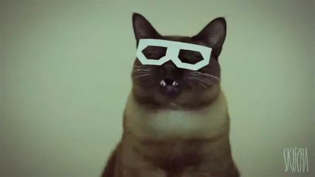 Дабстеп хипстер кот Скифча смотреть онлайн