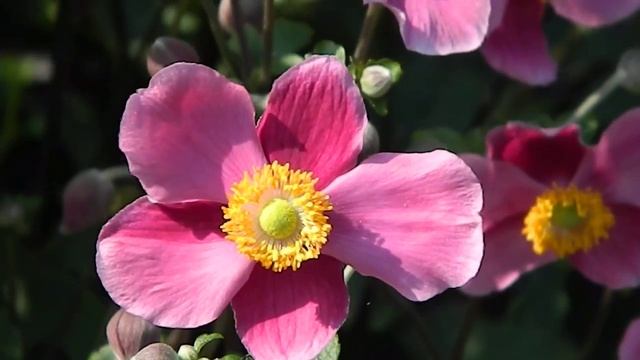 Anemone Hupehensis 'Splendens'