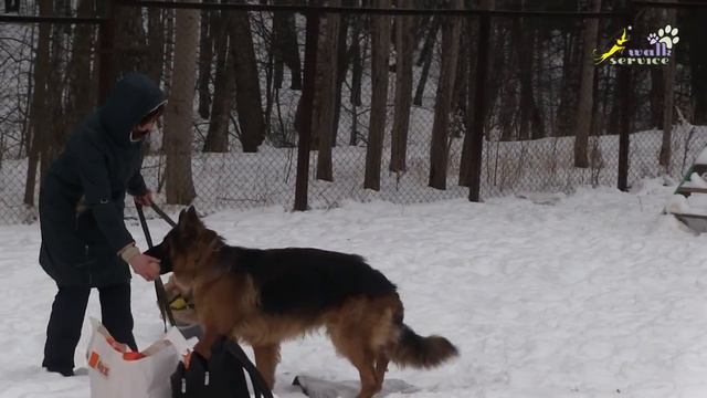 Отличия в поведении и работе собак, упражнения для апортировки, ОКД смотреть онлайн