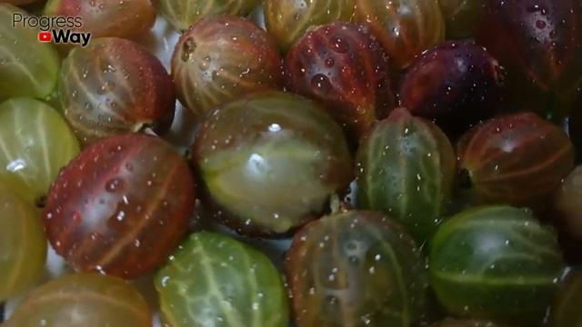 ДАЙТЕ ЭТО ПОД КУСТ КРЫЖОВНИКУ И ВАС ЗАВАЛИТ КРУПНОЙ ЯГОДОЙ! Лучшее Удобрение Для КРЫЖОВНИКА! смотреть онлайн