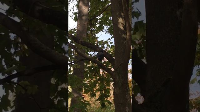 ВОРОН НА ВЕТКЕ... смотреть онлайн
