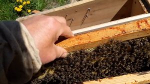 Как сделать отводок ?