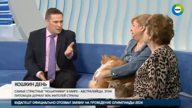 Кошкин день смотреть онлайн