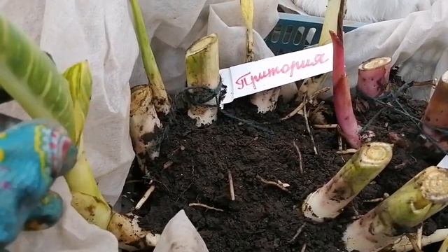 Как сохранить канны, в зимний период? смотреть онлайн