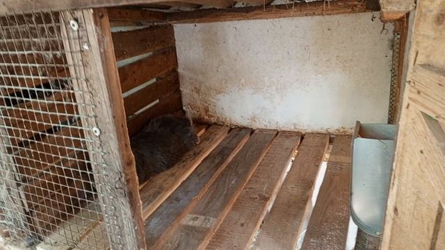 переделка полов в клетке