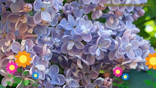 Сирень обыкновенная Дрезден Чайна. Краткий обзор, описание syringa vulgaris Drezden China смотреть онлайн