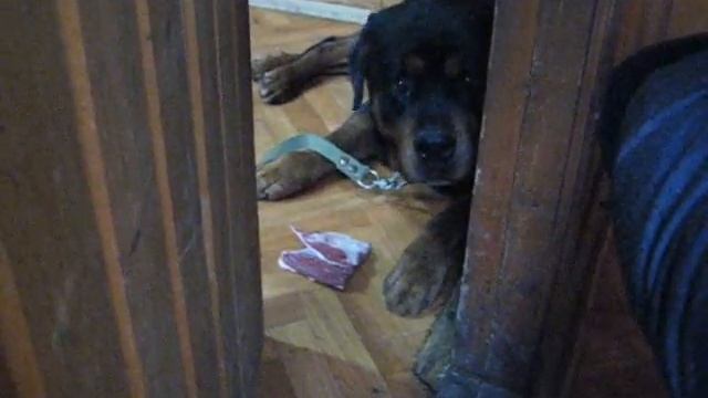 Ротвейлер Тайсон смотреть онлайн