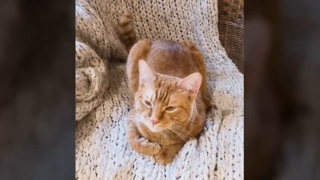 СИМБА - ОН УМ#Р...(ЧТО СЛУЧИЛОСЬ???) смотреть онлайн