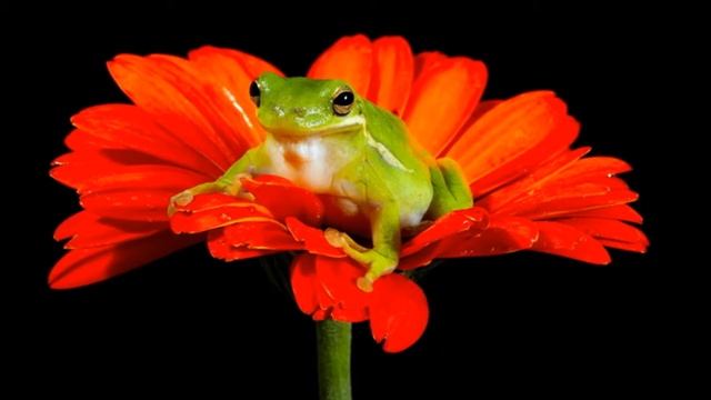 ЦВЕТЫ ДЛЯ ВАС! ПРОСТО ТАК смотреть онлайн