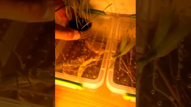 защита богомола смотреть онлайн