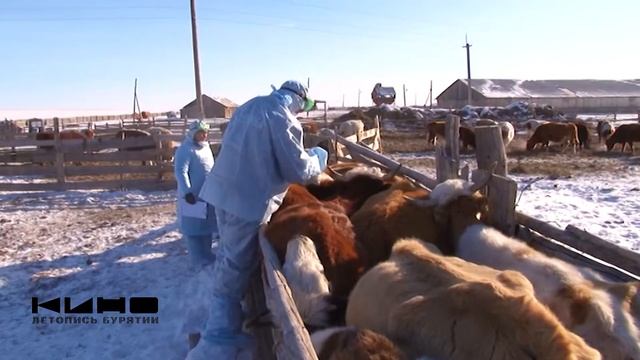 ВЕТЕРИНАРИЯ (видео на бурятском языке) смотреть онлайн