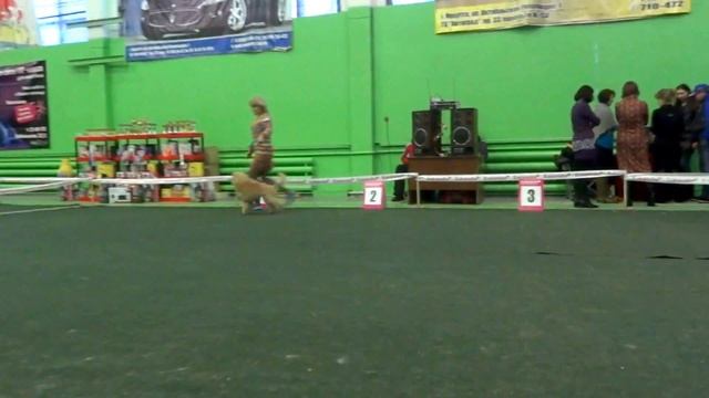 27.01.13 Иркутск Альбертино Янтарный Мёд смотреть онлайн