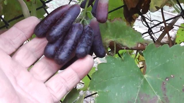 Аватар и Хэллоуин, вызревание лозы смотреть онлайн