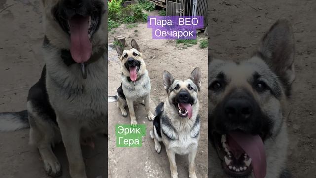 Мальчик и девочка . Отличная пара ВЕО овчарки . Эрик и Гера #собака #овчарка #вео #dog смотреть онлайн