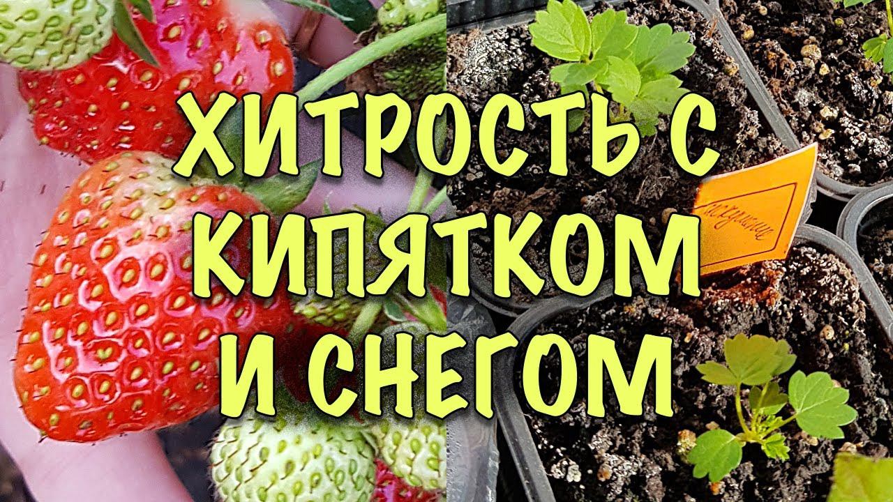 НЕ БОЙТЕСЬ выращивать КЛУБНИКУ ИЗ СЕМЯН! Сделайте ТАК и ВСХОДЫ БУДУТ! смотреть онлайн