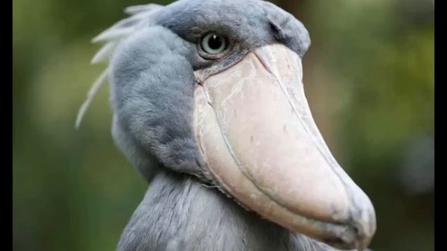 самые необычные птицы в мире от колибри к мандаринке смотреть онлайн