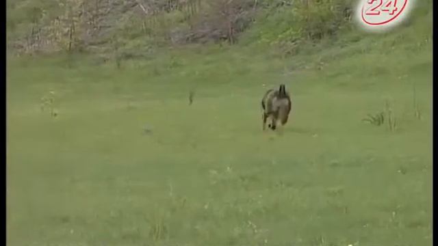 СОБАКИ МУСОР смотреть онлайн