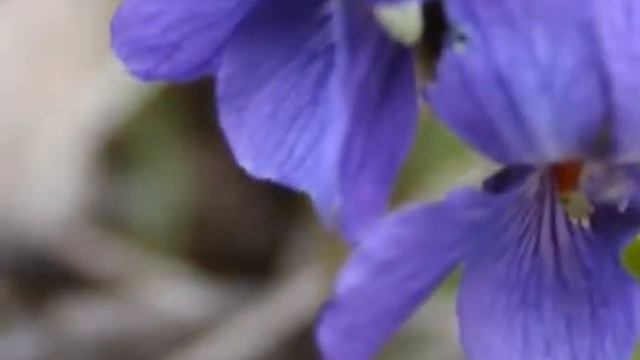 Sehnsucht nach dem Frühling - Komm lieber Mai und mache смотреть онлайн