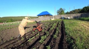 ОКУЧИВАНИЕ КАРТОШКИ МОТОБЛОКОМ С ДВУХРЯДНЫМ ОКУЧНИКОМ НА РЕЗИНОВЫХ КОЛЁСАХ.