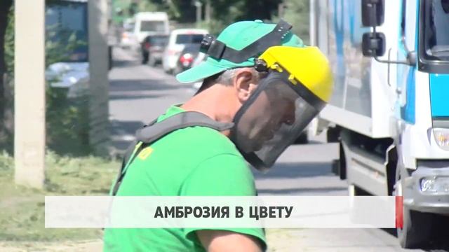 Амброзия в цвету смотреть онлайн