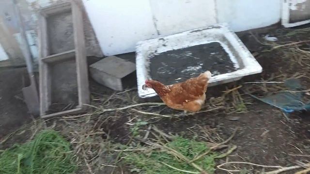 В кризис куры несушки ловят и едят мышей смотреть онлайн