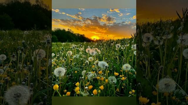 #20июля - день Авдотьи Сеногнойки смотреть онлайн