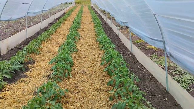 Томат Хеппинет F1. Выращивание розового томата в балагане. смотреть онлайн