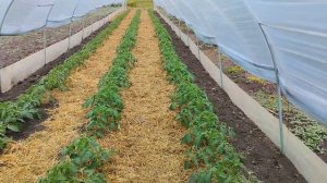 Томат  Хеппинет F1. Выращивание розового томата в балагане.