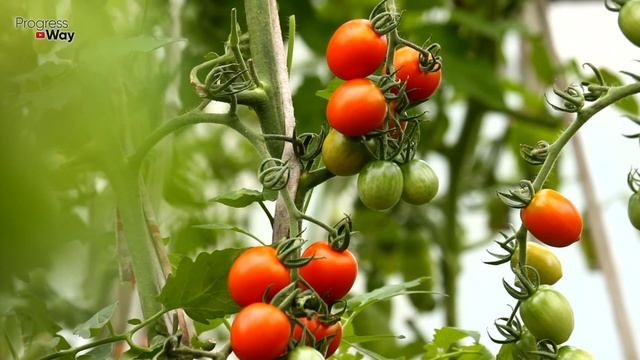 ТОМАТЫ ПОСЛЕ ТАКОЙ ПОДКОРМКИ РАСТУТ БОЛЬШИМИ ГРОЗДЬЯМИ