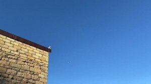 Белые бакинцы в небе над Дербентом, Дагестан. Бойные голуби Дагестана
