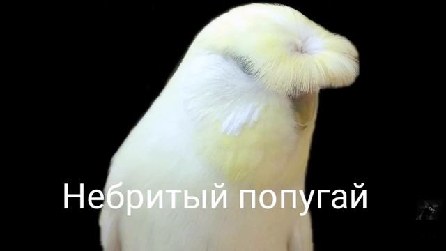 Топ 4 самых редких попугая на планете земля! смотреть онлайн