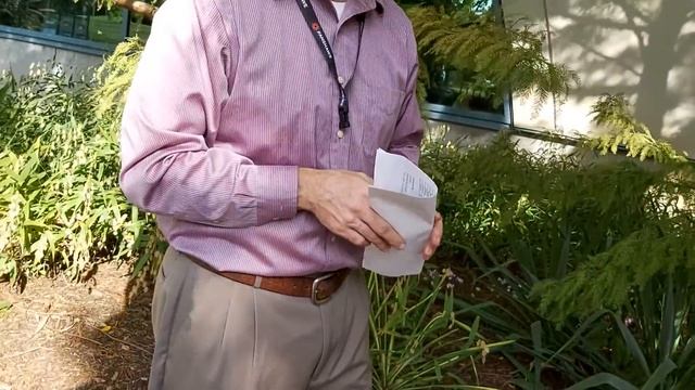 Asparagaceae - Yucca filamentosa 'Golden Sword' смотреть онлайн