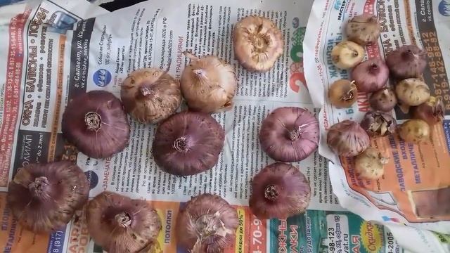 Выбираем правильно луковицы гладиолуса. смотреть онлайн