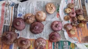 Выбираем правильно луковицы гладиолуса.