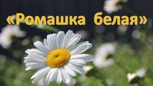 «Ромашка белая»