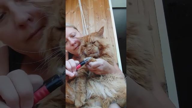 Кот Джокер,Мейн кун. Подстригаем когти. Само Спокойствие. смотреть онлайн