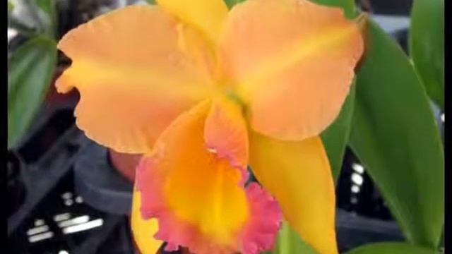 Весенний вальс смотреть онлайн