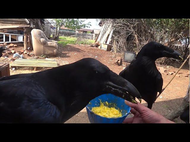 Чаша, вОроны, Пелевин - из потока бытия. смотреть онлайн