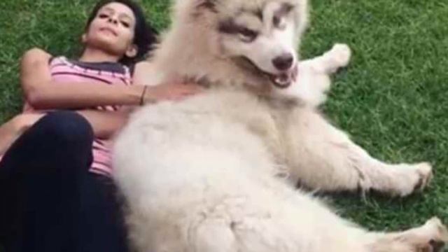 Девушка очень хотела пушистого щеночка и получила его. А потом выросло сюрпризище!