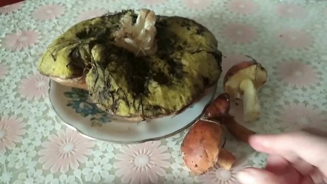 Большой белый гриб в разрезе смотреть онлайн