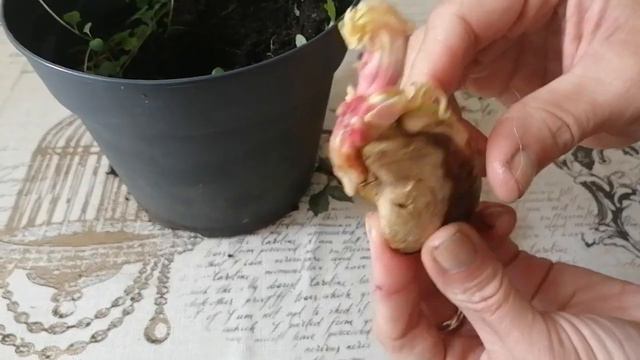 Зародыш МАНГО, жизнь внутри косточки смотреть онлайн