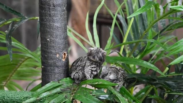 Семья игрунок... смотреть онлайн