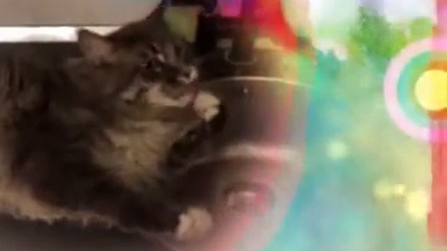 Теплые Коты смотреть онлайн