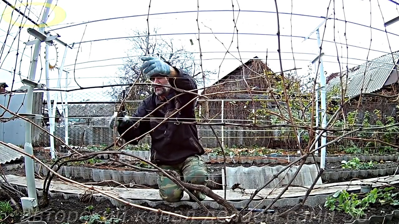 Как обрезать старый куст винограда на зиму.Как обрезать виноград осенью схема Обрезка лозы винограда смотреть онлайн