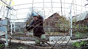 Как обрезать старый куст винограда на зиму.Как обрезать виноград осенью схема Обрезка лозы винограда