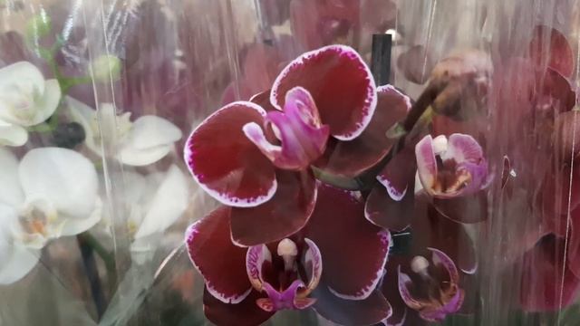 26.01.2023г. Обзор орхидей в Леруа Мерлен г. Ставрополь.