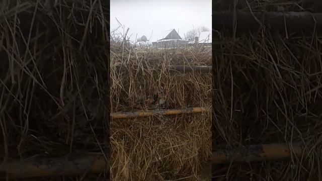 Кормушка для быков. смотреть онлайн
