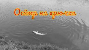 Осётр на крючке. Поимки осетра. Ловля рыбы на платнике.