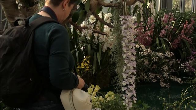 Orchids - Orchid Expo Palmengarten Frankfurt 2014 смотреть онлайн